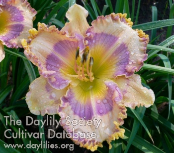 Daylily Queen April