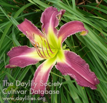 Daylily Queen Mother Memorial