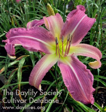 Daylily Queen of Years
