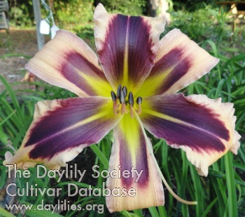Daylily Queen of the Damned