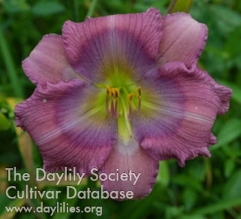 Daylily Queen’s Gambit