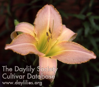 Daylily Quite Time