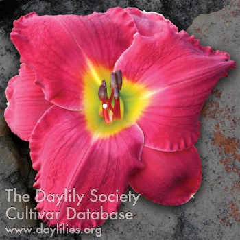 Daylily Question Authority