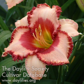 Daylily Raspberry Masquerade