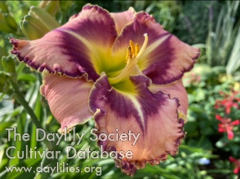 Daylily Ray and Cobi Hicton Memorial