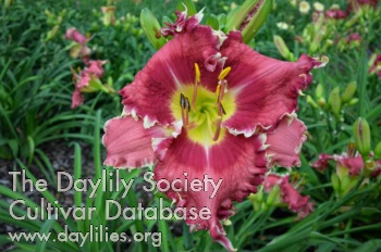 Daylily Red Sparkle Teeth