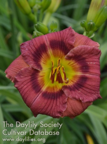 Daylily Red Berry Pixie