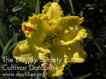 Daylily Redefinable