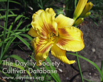 Daylily Regenbogengott