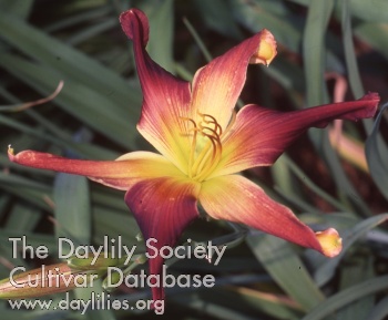 Daylily Rigamarole