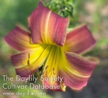 Daylily Rinfrow Valley