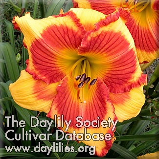 Daylily Rings of Desire