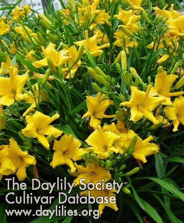 Daylily Riot on the Kindergarten Bus