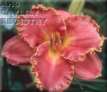 Daylily Rococo Rose