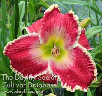 Daylily Romantically Inclined