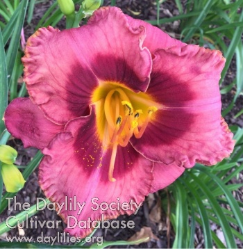 Daylily Roses and Lollipops