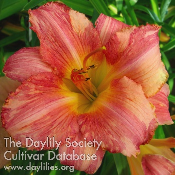 Daylily Roses and Painters