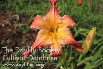 Daylily Ross's Norma Jean