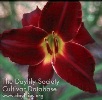 Daylily Ruby Regalia