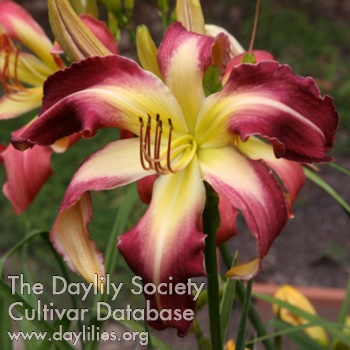 Daylily Ruby Ribbons