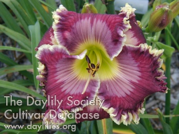 Daylily Ruler of Nations