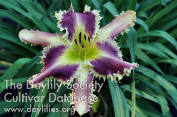 Daylily Raised by Wolves