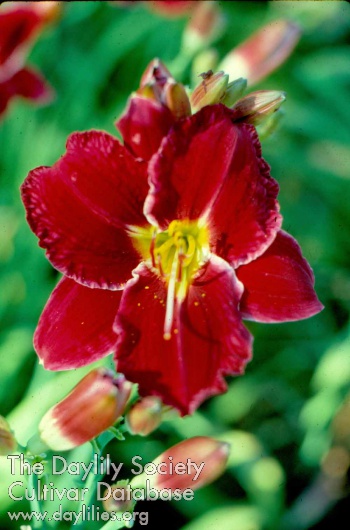 Daylily Rapture in Red
