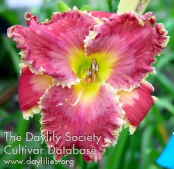 Daylily Red Friday