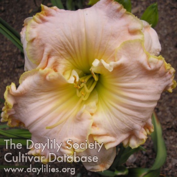 Daylily Remembering Janice