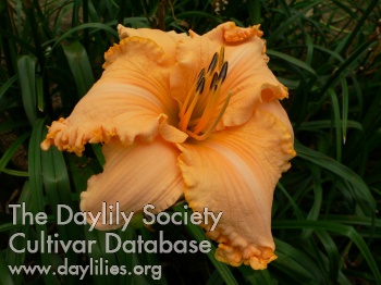 Daylily Richard Garren