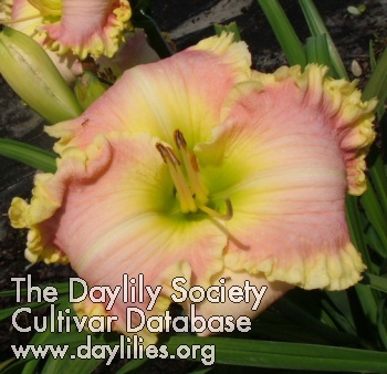 Daylily Sugar Pop