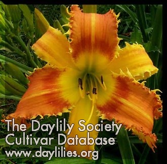Daylily Saber Tooth Tiger