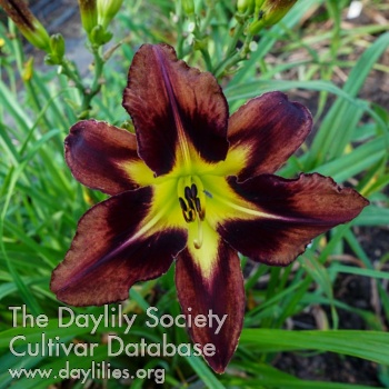 Daylily Sable Perfection