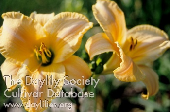 Daylily Sagamore Wayne Kloppenburg