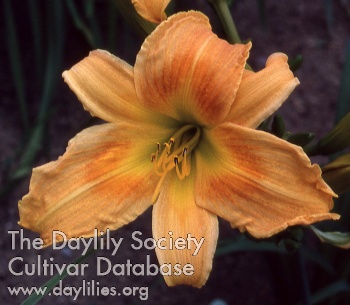 Daylily Samarkand