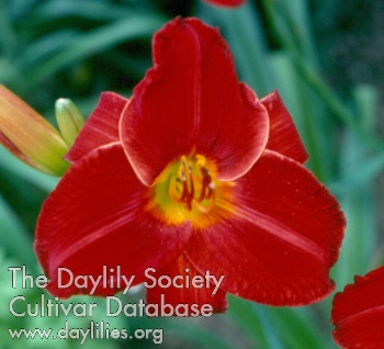 Daylily Scarlock