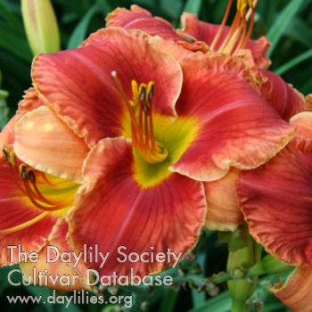 Daylily Sedona Sandstone