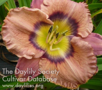 Daylily Seeing with the Heart