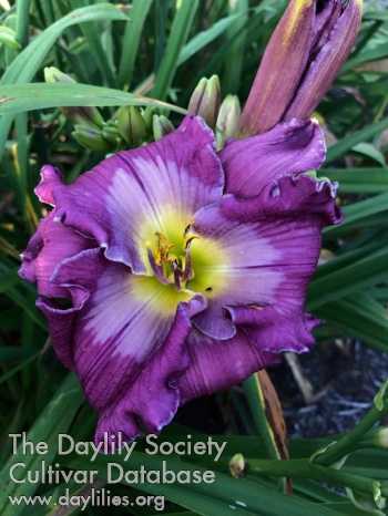 Daylily Self Fulfilling Prophecy