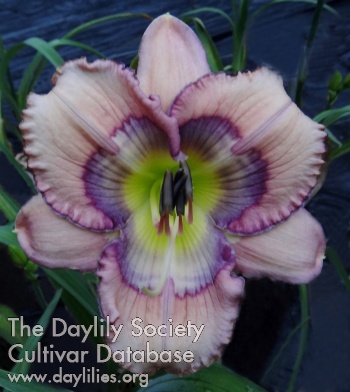 Daylily Sena Spohn