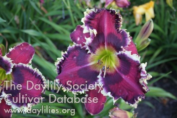 Daylily Shadow of the Vampire