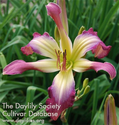 Daylily Shared Worlds