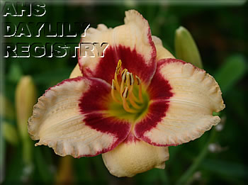 Daylily Shawnee Butterfly Kisses