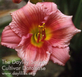 Daylily Siloam Flower Girl