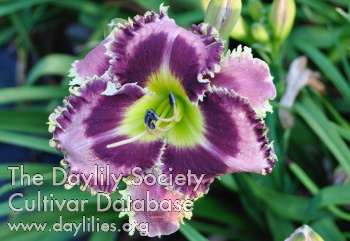 Daylily Silver Spurs