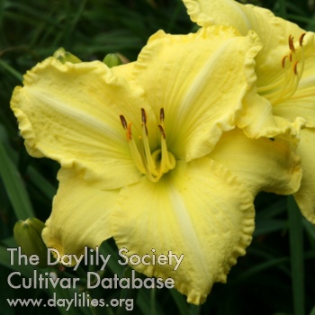 Daylily Simple Joy