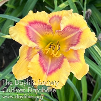 Daylily Solar Sunset