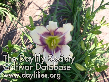 Daylily Solaris Symmetry