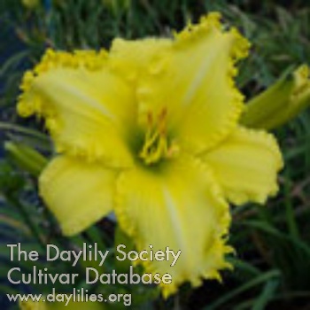 Daylily Spacecoast Butter Finger