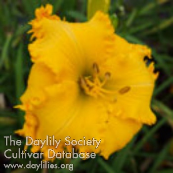 Daylily Spacecoast Gold Rush